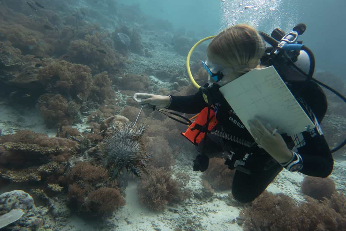 Crown of Thorns survey